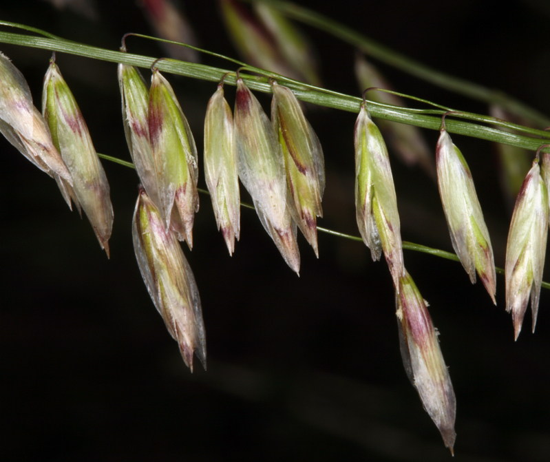 Melica stricta (Rock melic), native California grass