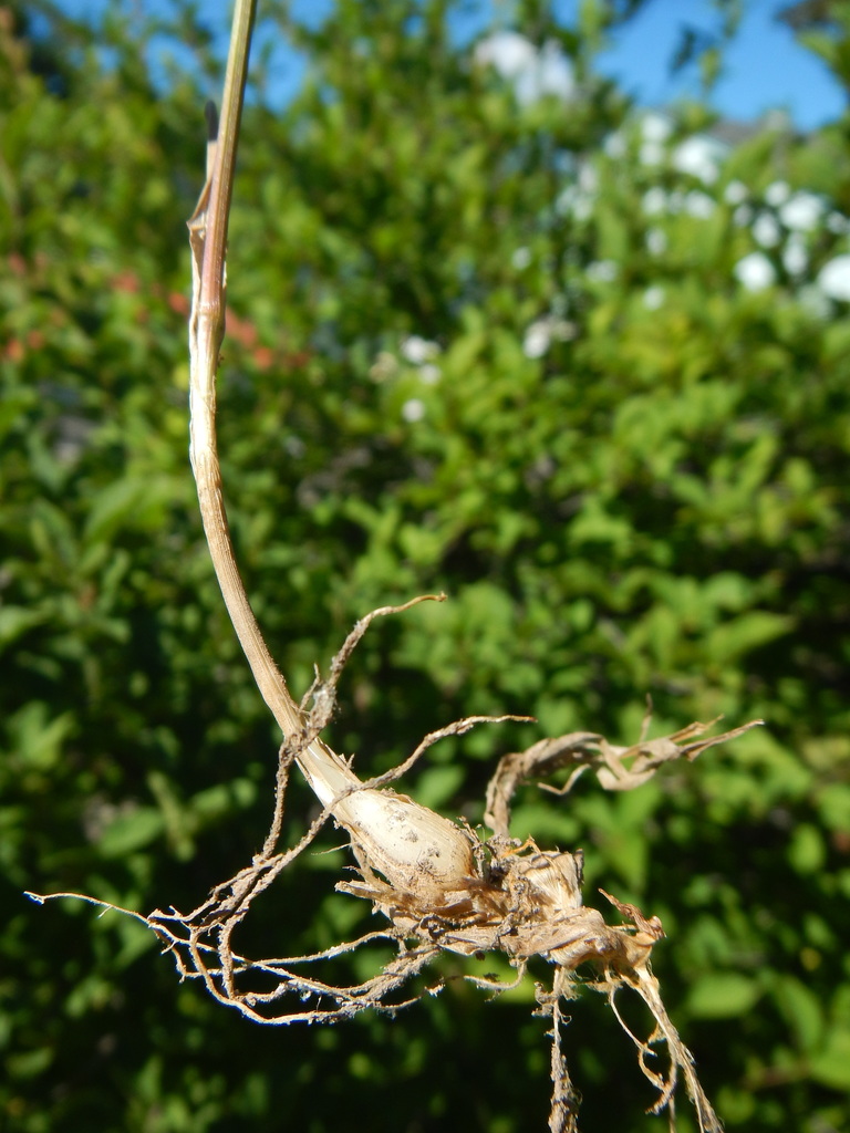 Melica subulata (Alaskan oniongrass), native California grass
