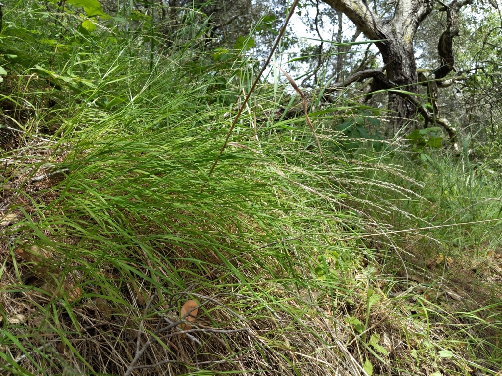 Melica torreyana (Torrey's melic), native California grass