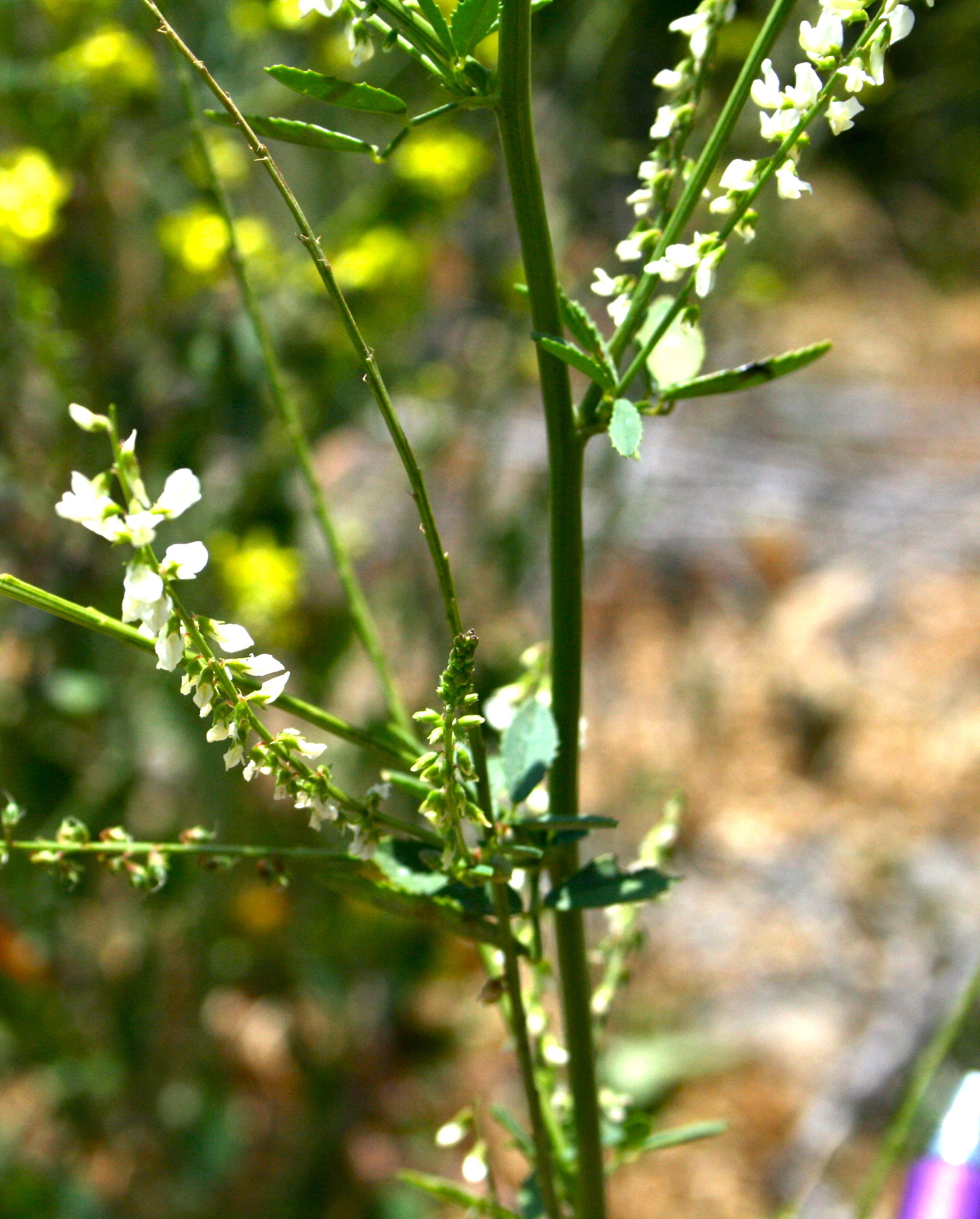 Melilotus albus (White sweetclover), non-native California annual