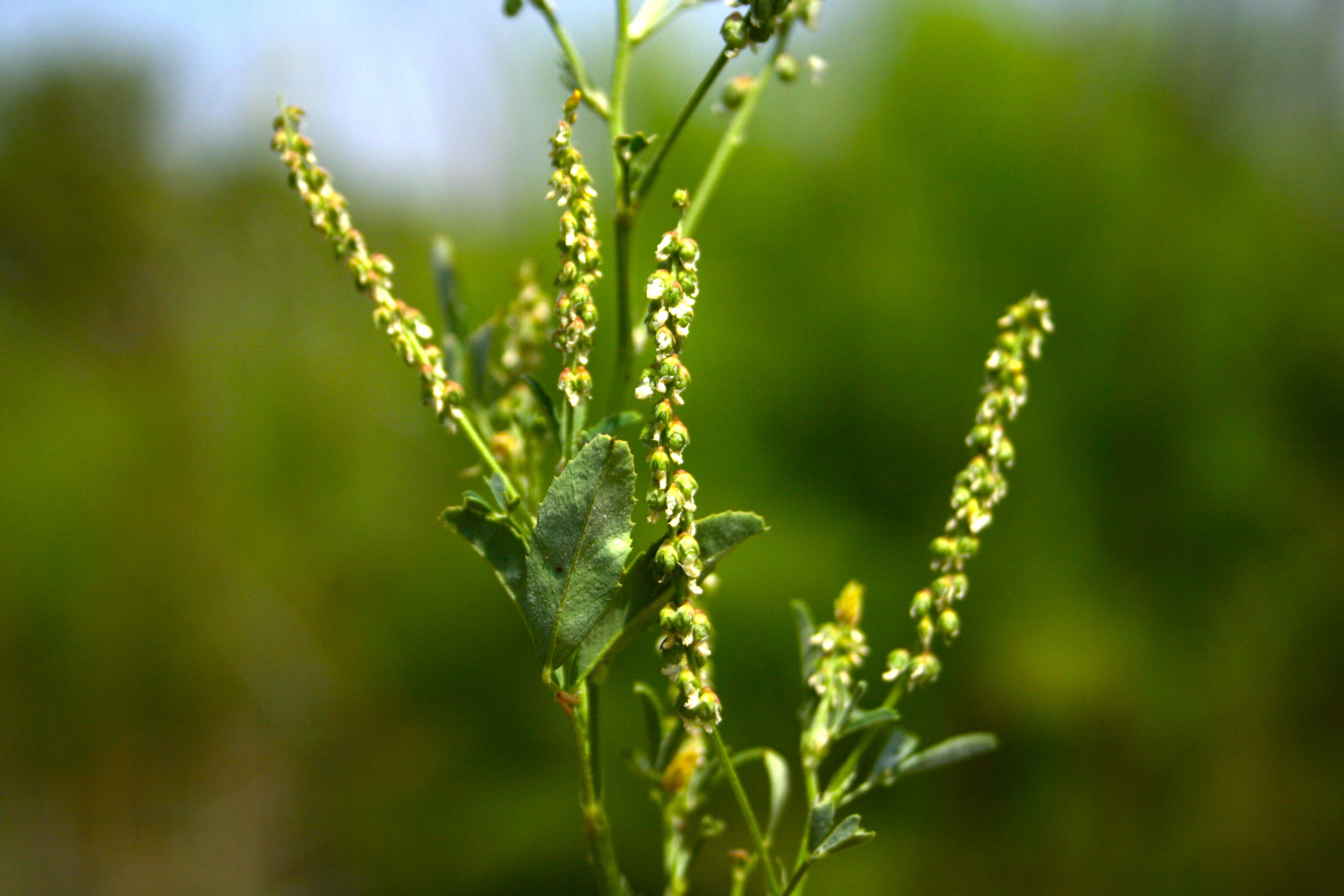 Melilotus indicus (Sourclover), non-native California herb