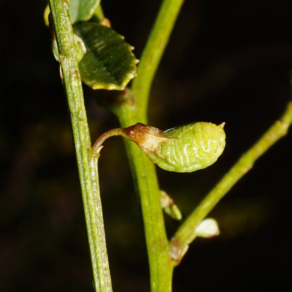 Melilotus officinalis (Yellow sweetclover), non-native California herb