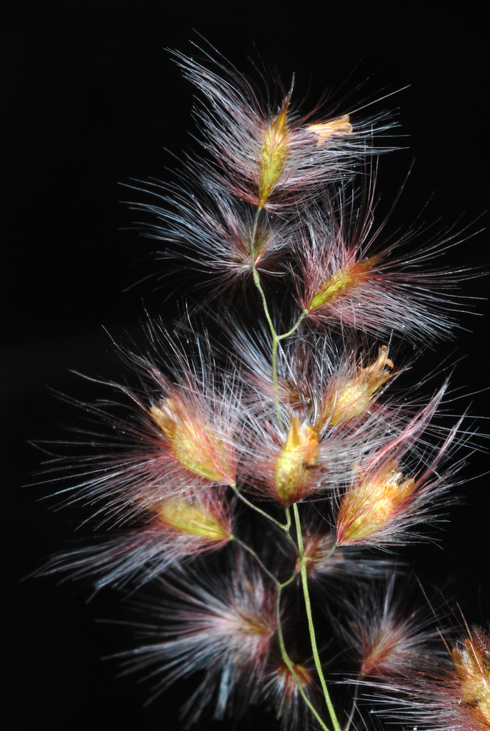 Melinis sp., non-native California perennial