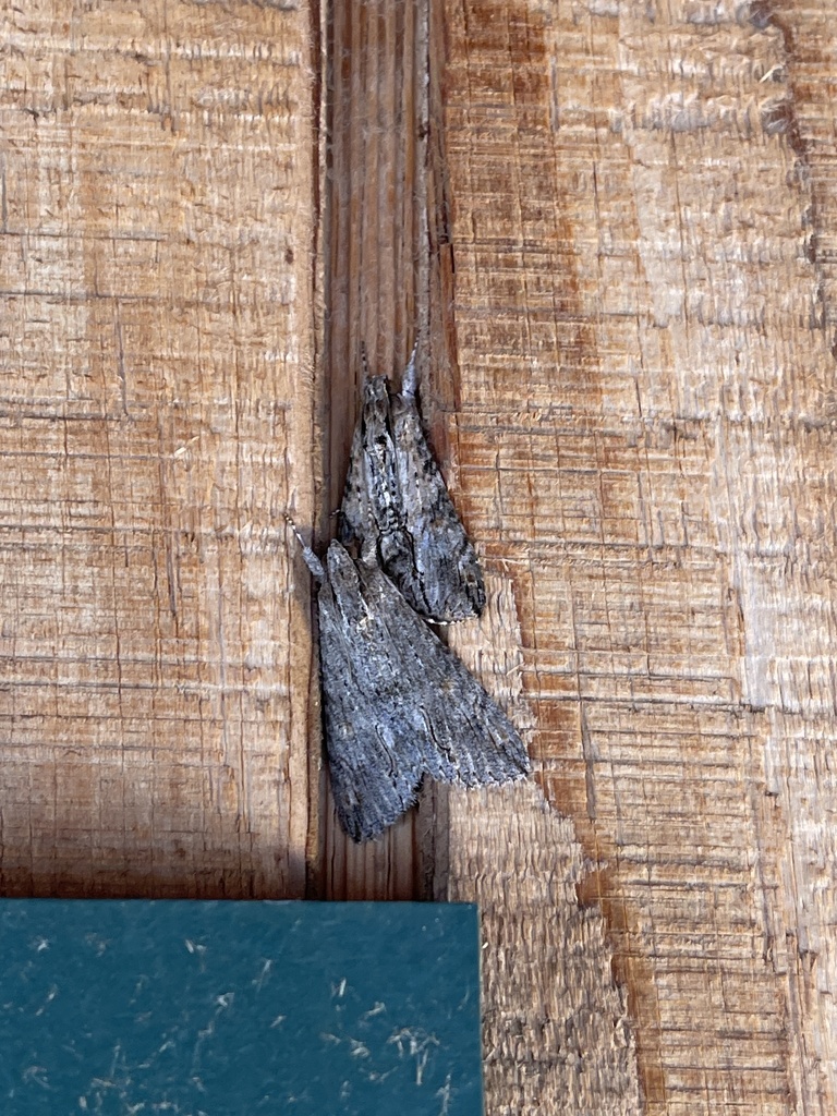 Melipotis acontioides, California species