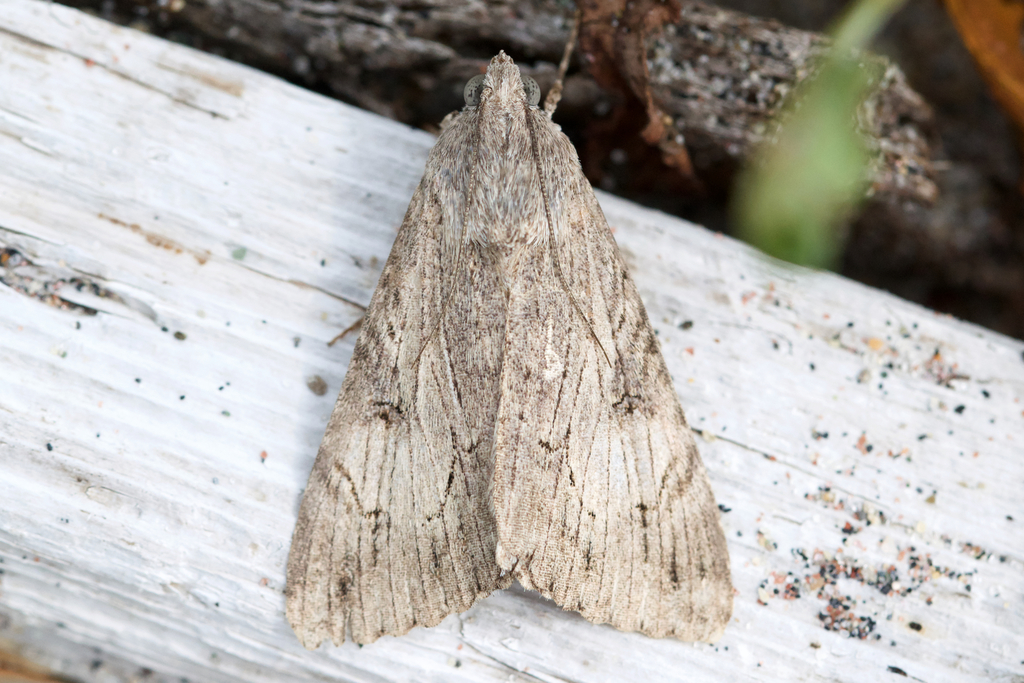 Melipotis jucunda (Merry Melipotis), California species