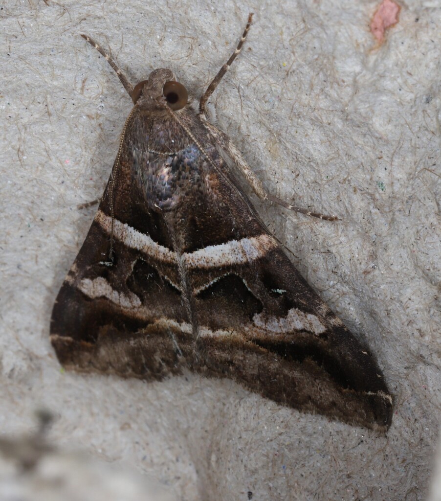 Melipotis perpendicularis (Perpendicular Melipotis), California species