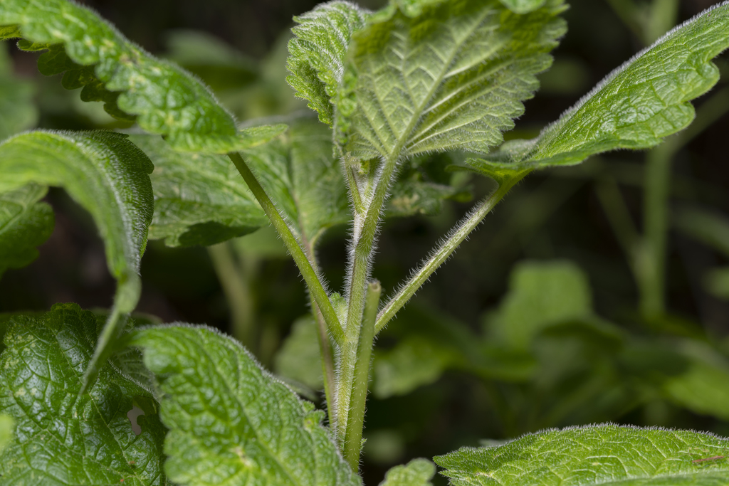 Melissa officinalis (Lemon balm), non-native California herb
