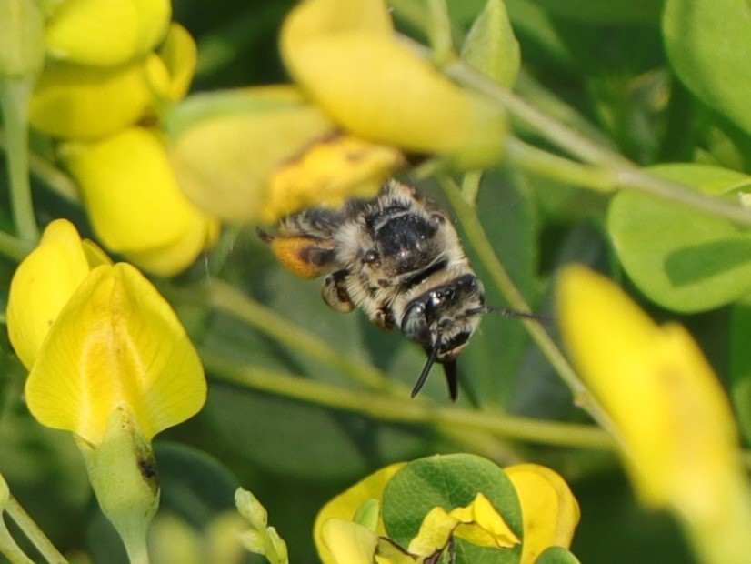 Melissodes communis (Common Longhorn Bee), California species