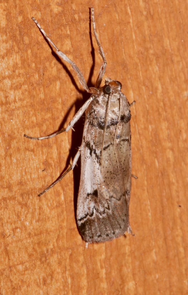 Melitara subumbrella (Cactus Moth), California species