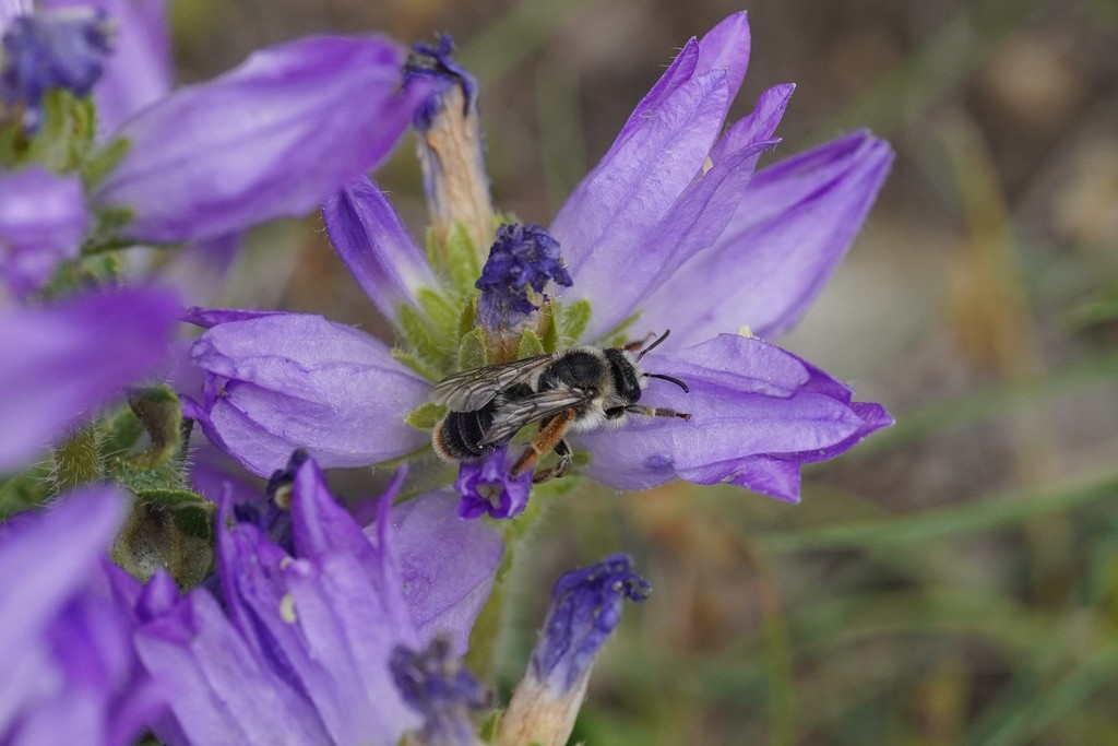 Melitta californica (California Mellitid Bee), California species