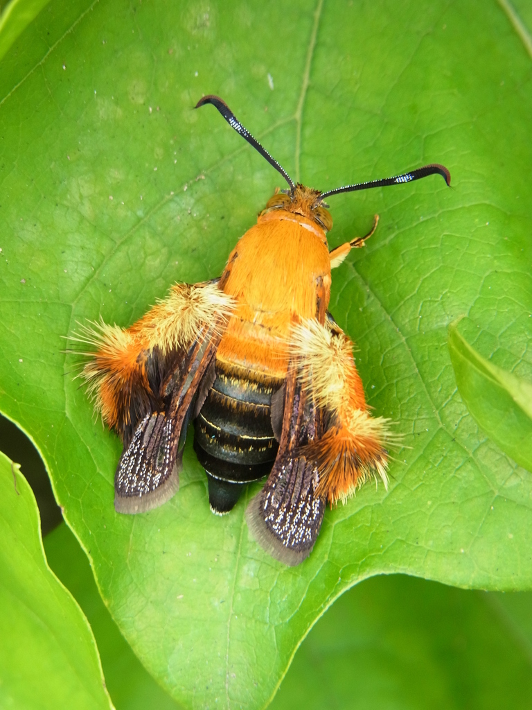 Melittia gloriosa (Glorious Squash Vine Borer), California species