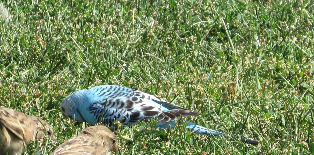 Melopsittacus undulatus (Budgerigar), California species