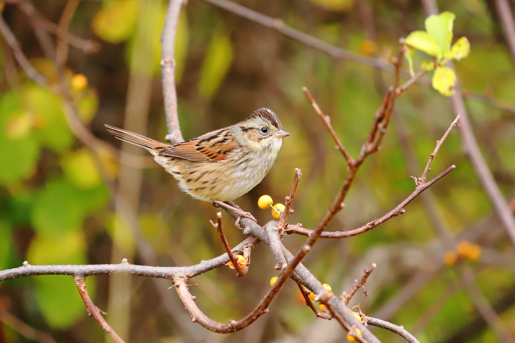 Melospiza georgiana (Swamp Sparrow), California species