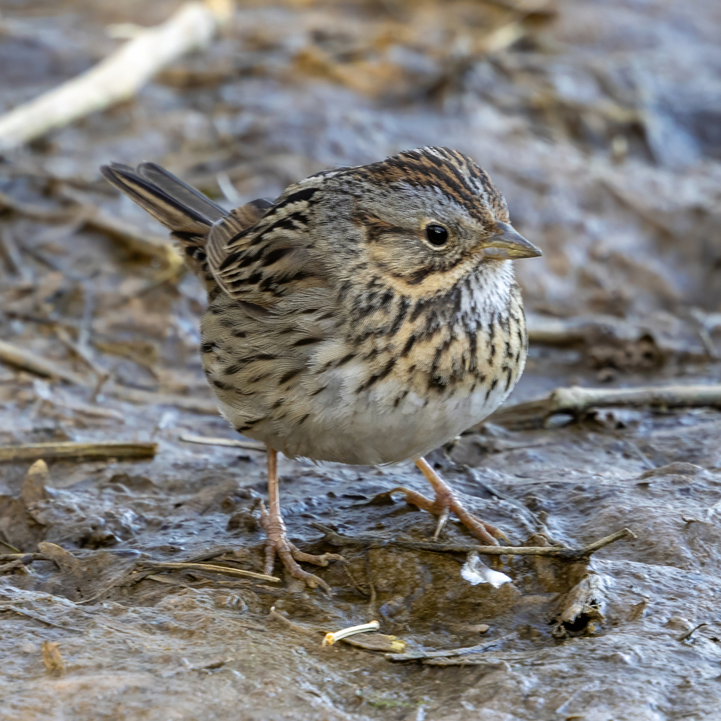 Melospiza lincolnii (Lincoln's Sparrow), California species