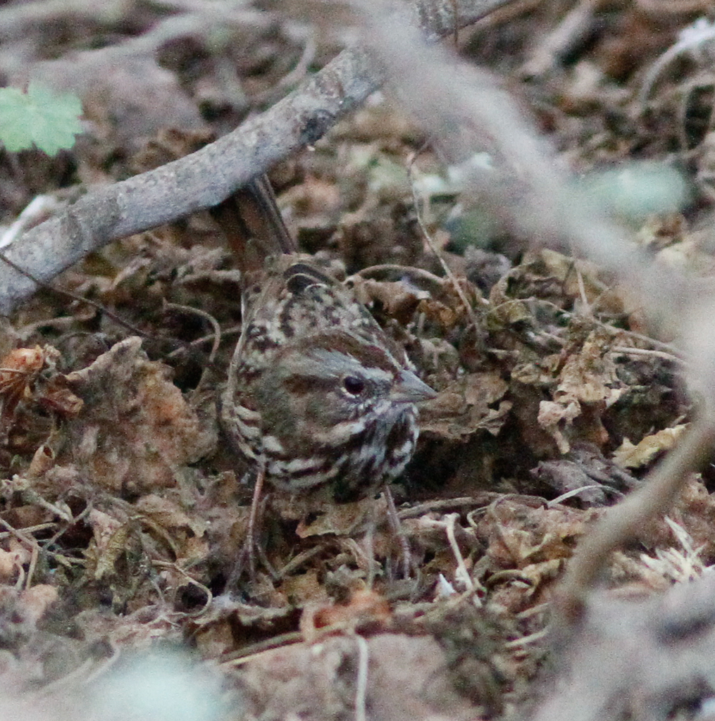 Melospiza melodia graminea (Santa Barbara song sparrow), California species