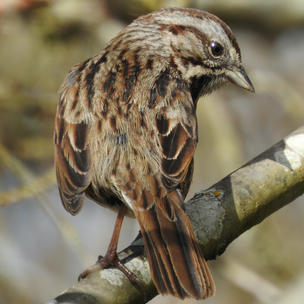 Melospiza melodia samuelis (San Pablo Song Sparrow), California species