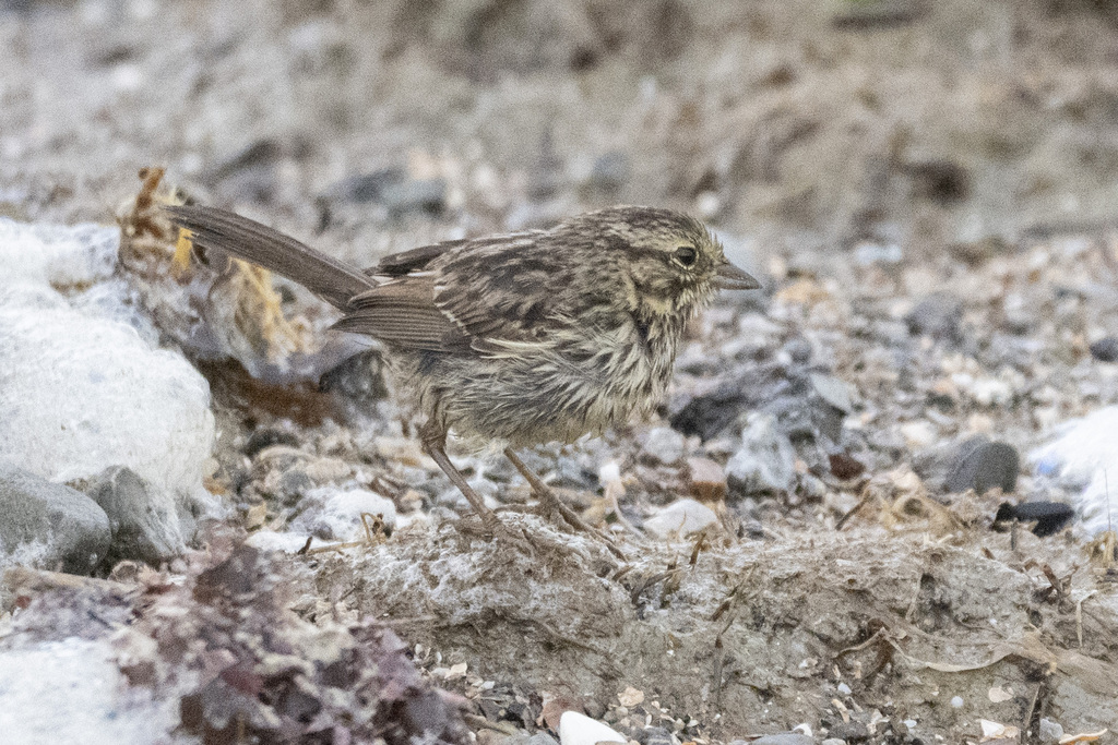 Melospiza melodia pusillula (Alameda Song Sparrow), California species