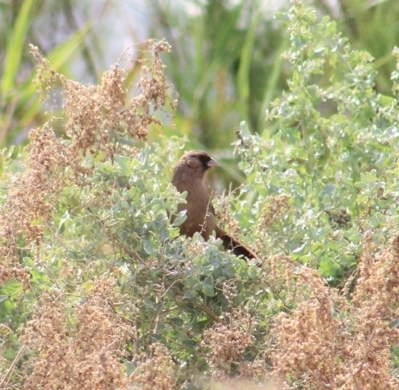 Melozone aberti (Abert's Towhee), California species