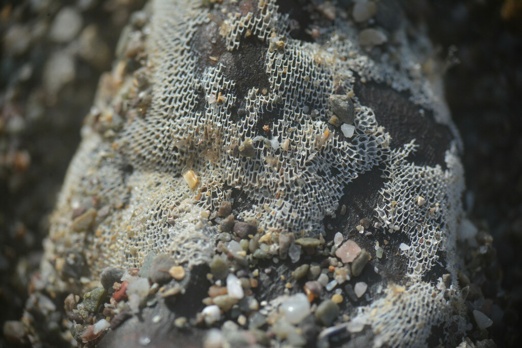Membranipora membranacea (Kelp lace bryozoan), California species