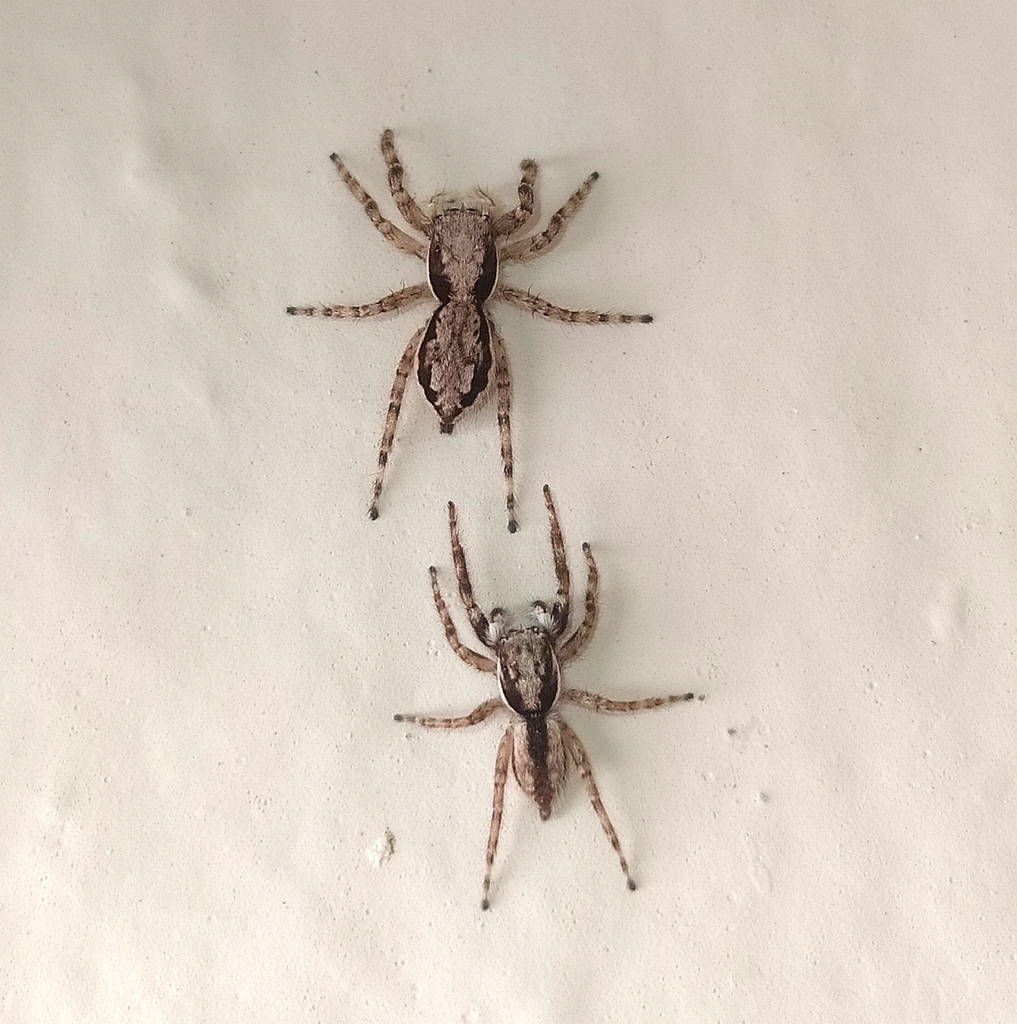 Menemerus bivittatus (Gray Wall Jumping Spider), California species