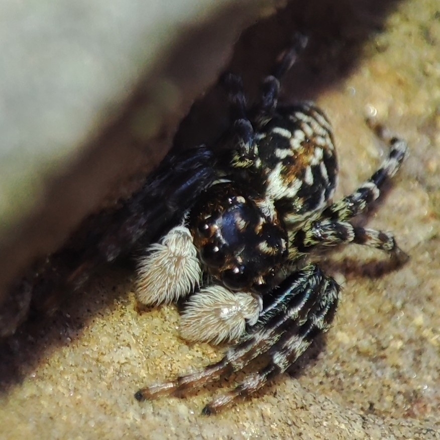 Menemerus semilimbatus (Half-edged Wall Jumping Spider), California species