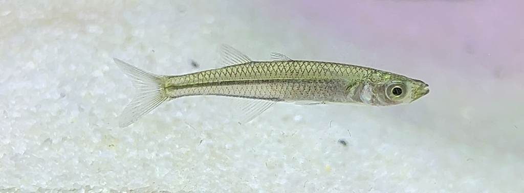 Menidia beryllina (Inland silverside), California species