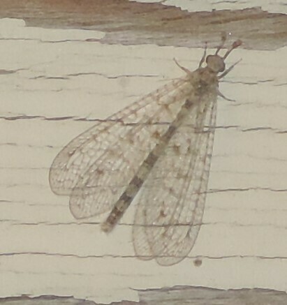 Menkeleon bellulus, California species