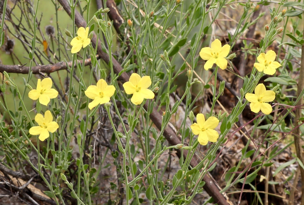 Menodora scabra (Rough menodora), native California subshrub