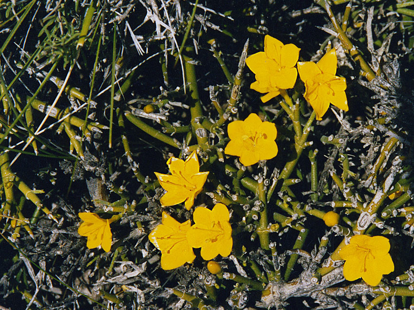 Menodora sp., native California perennial