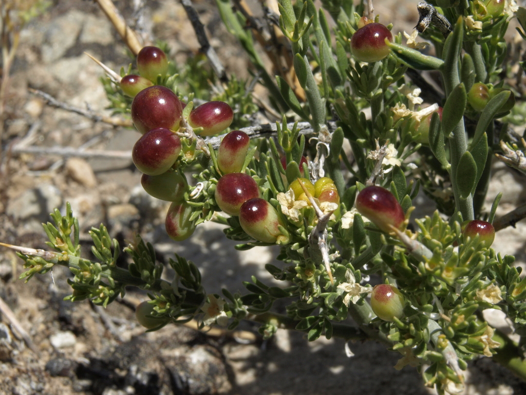 Menodora spinescens var. mohavensis (Mojave menodora), native California shrub