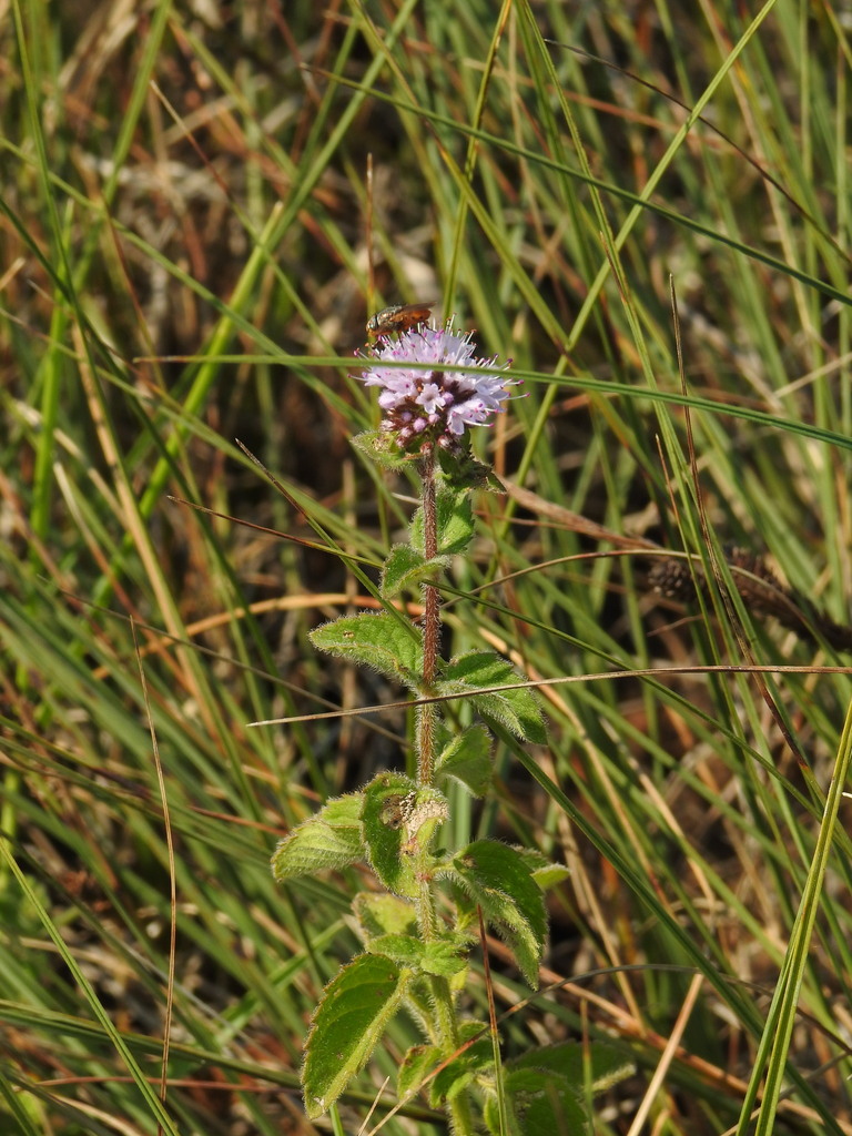 Mentha aquatica (Watermint), non-native California herb