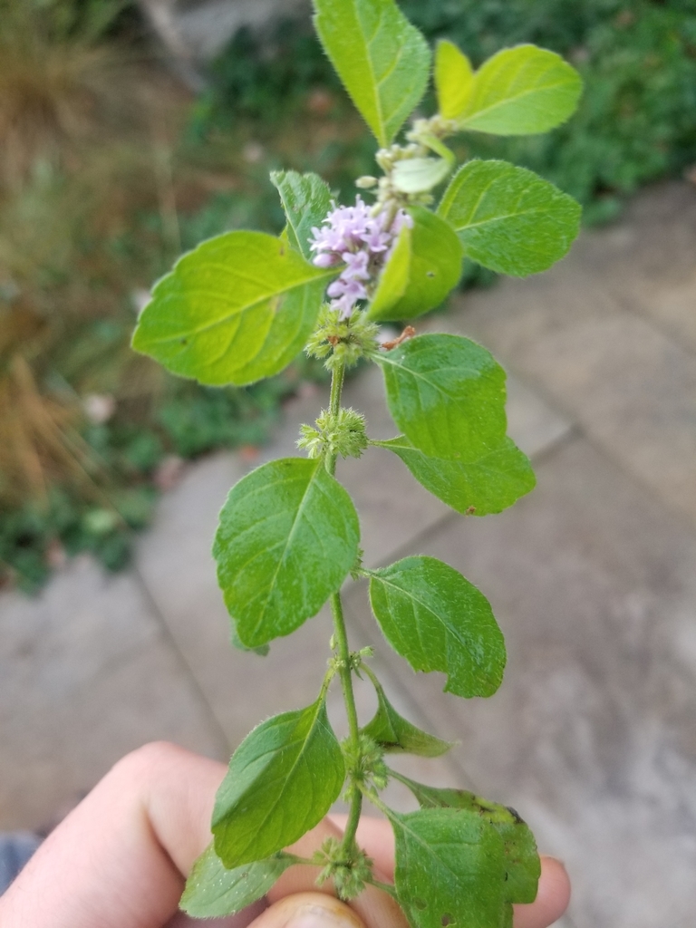 Mentha arvensis (Field mint), native California herb