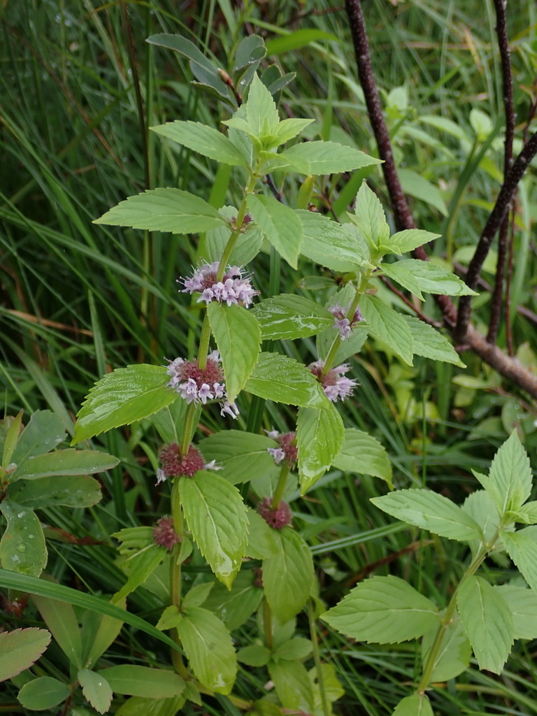 Mentha canadensis (American cornmint), native California perennial