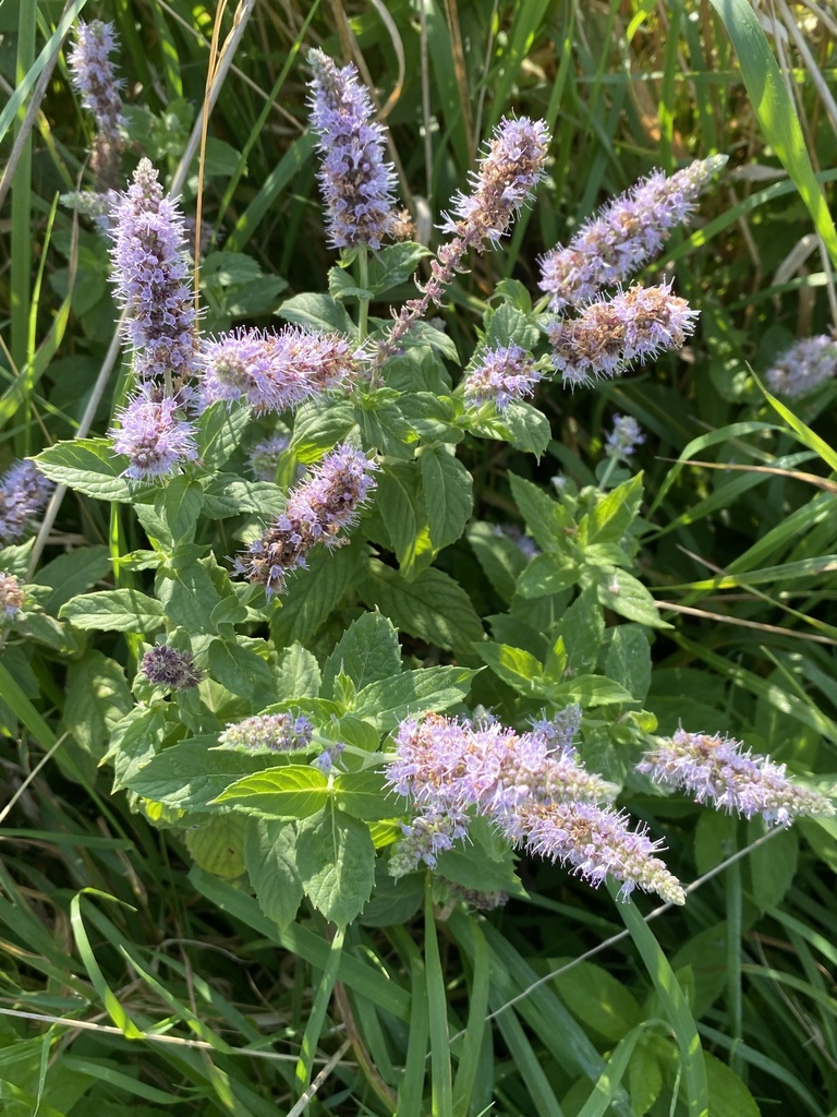 Mentha longifolia, non-native California perennial