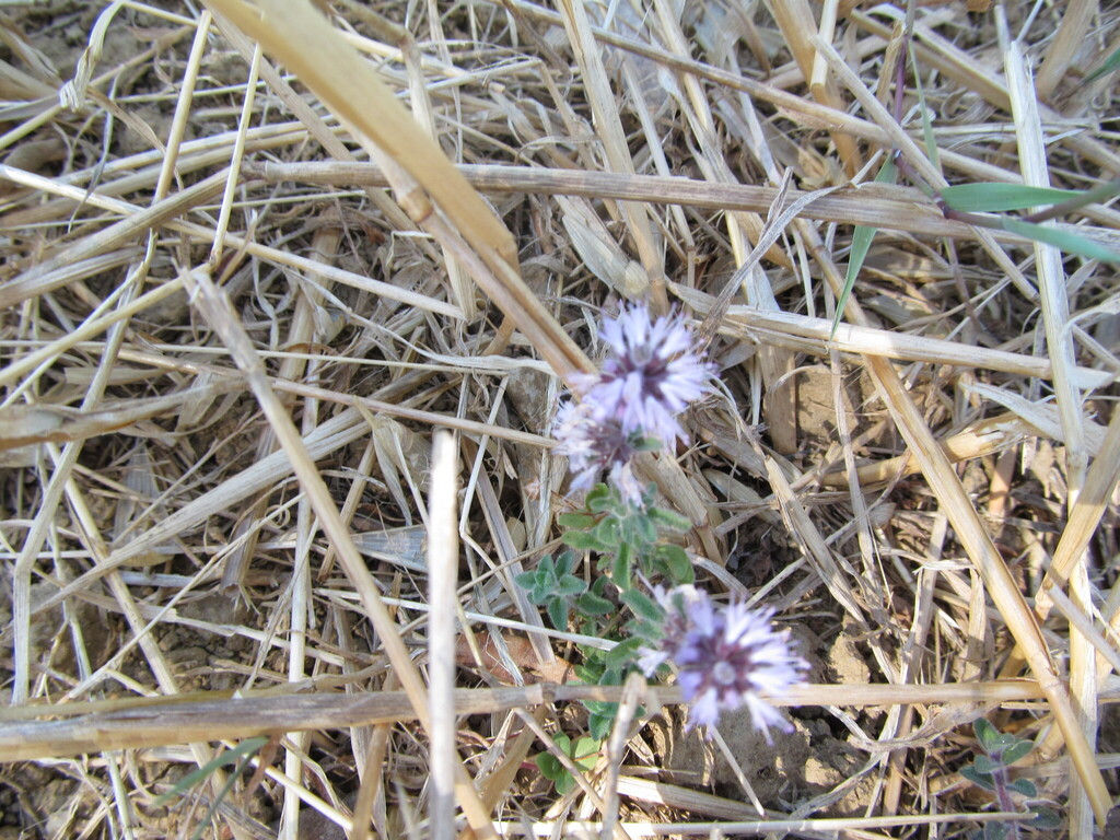 Mentha pulegium (Pennyroyal), non-native California herb