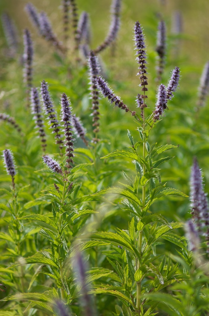 Mentha spicata (Spearmint), non-native California herb