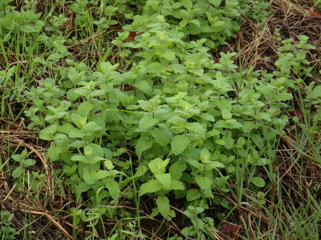 Mentha suaveolens (Pineapple mint), non-native California herb