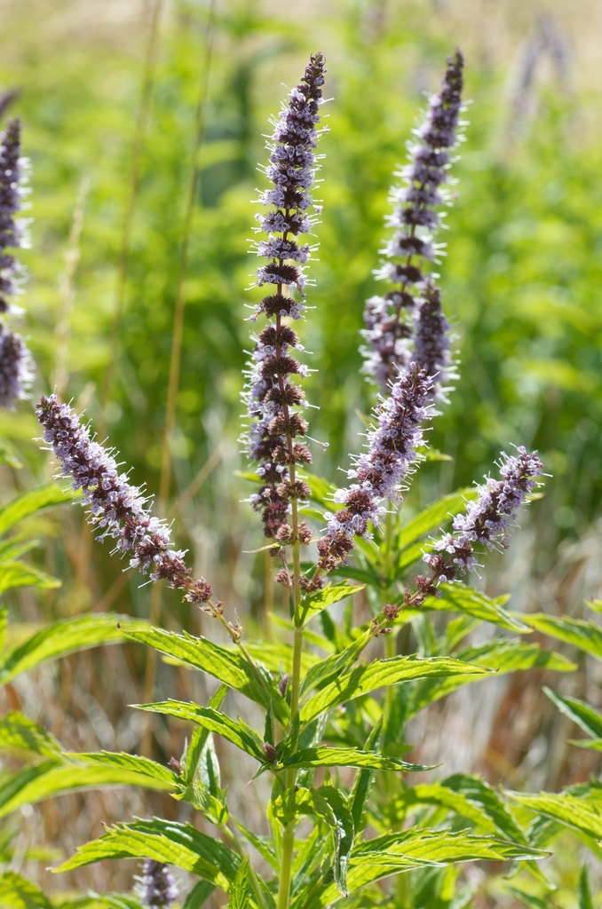 Mentha ×villosa (Apple mint), non-native California perennial