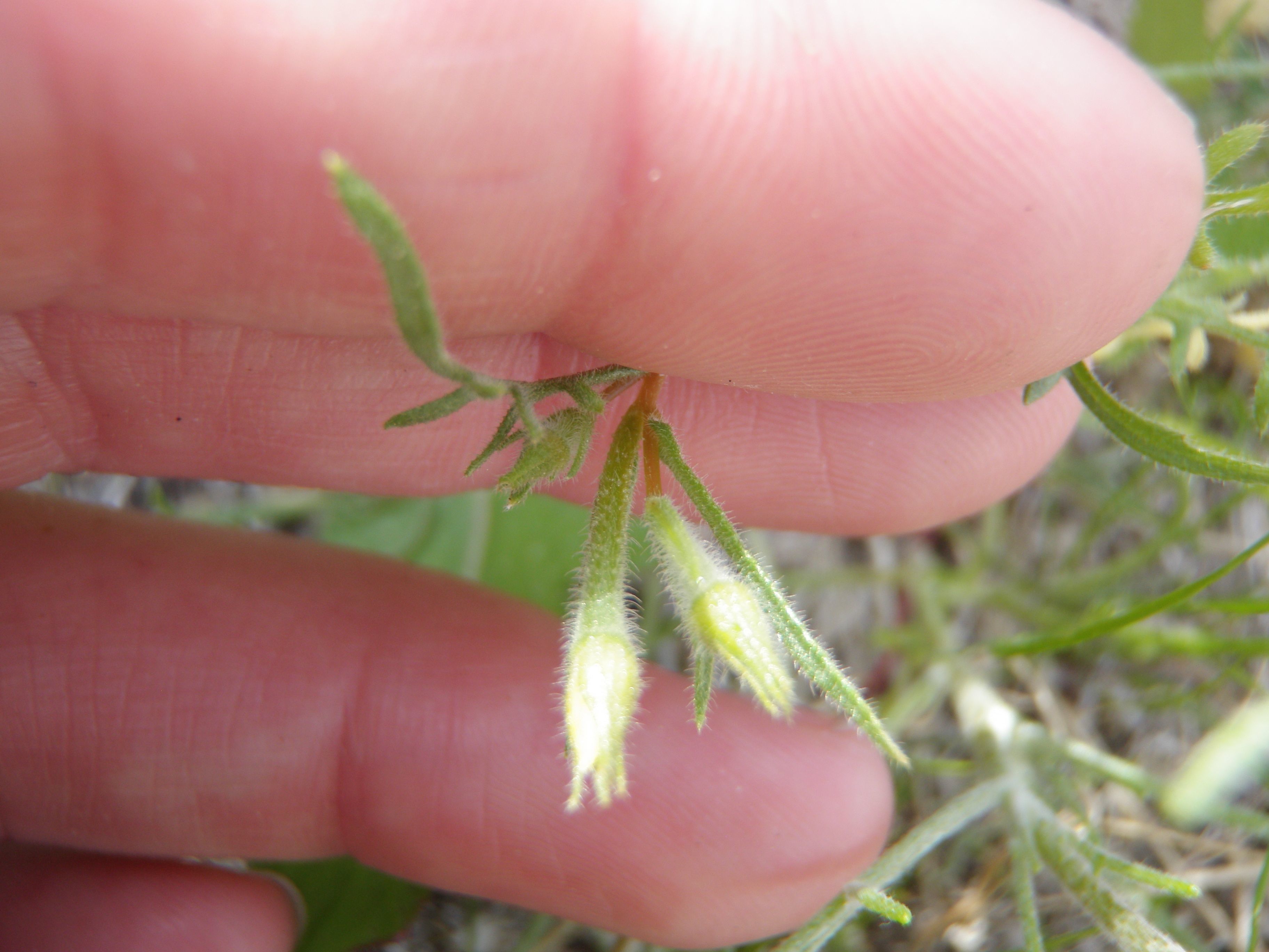 Mentzelia affinis (Yellow blazing star), native California herb