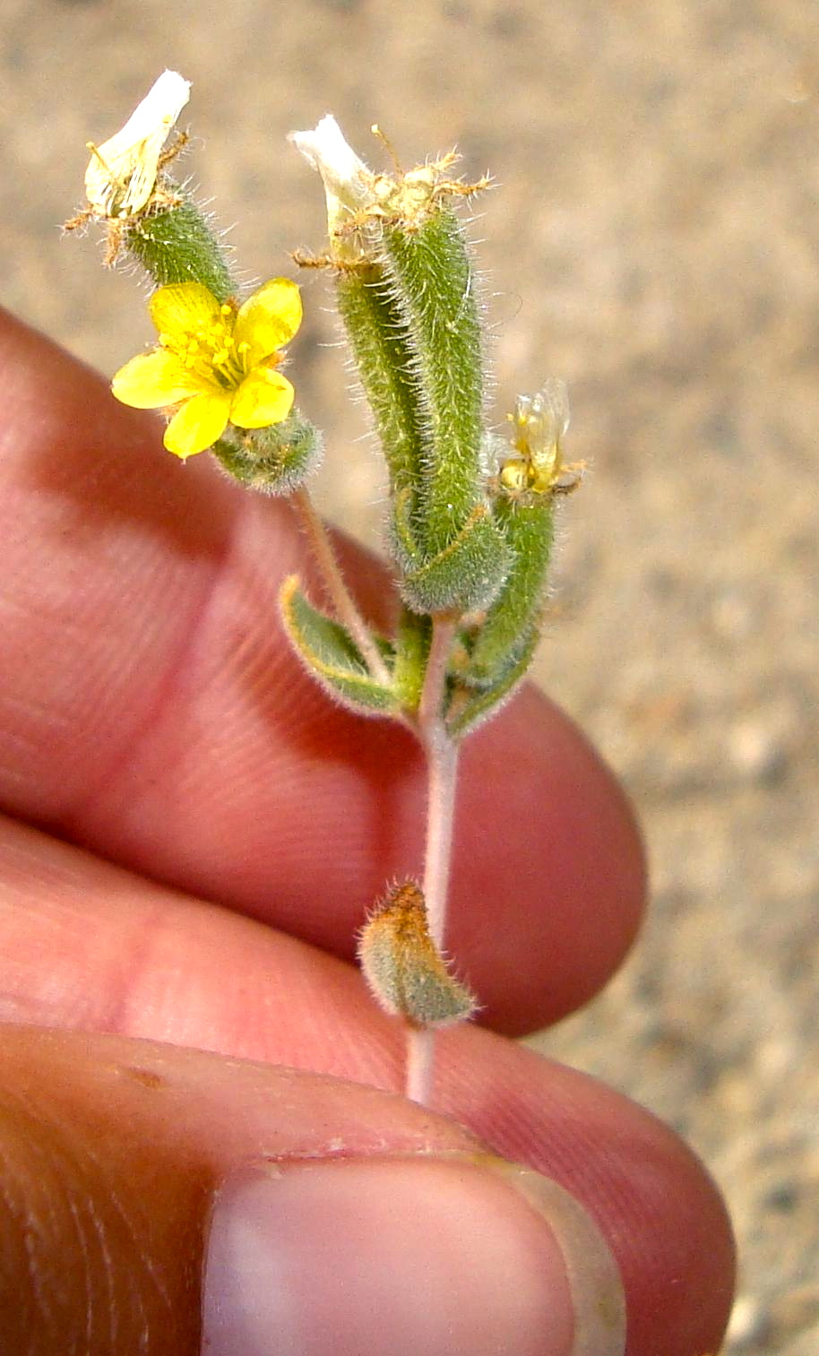 Mentzelia albicaulis (Small flowered blazing star), native California herb