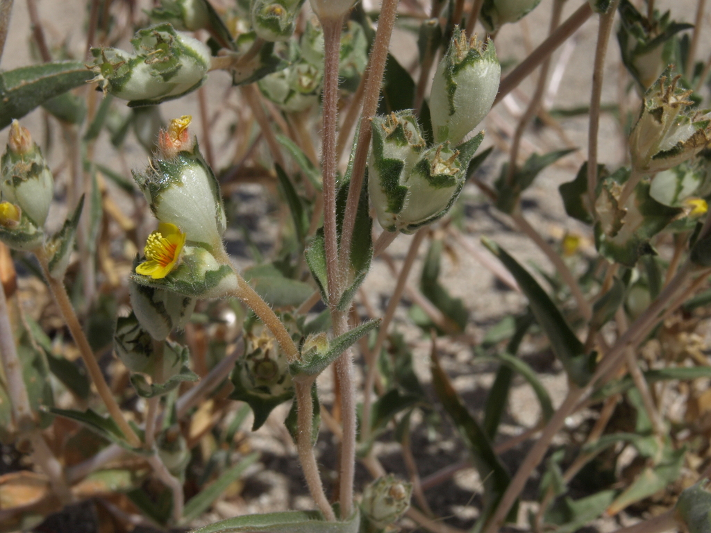 Mentzelia congesta (Clustered blazing star), native California herb
