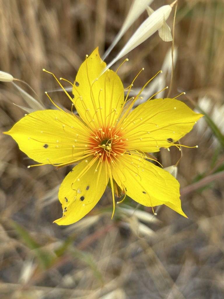 Mentzelia crocea (Saffron blazing star), native California herb