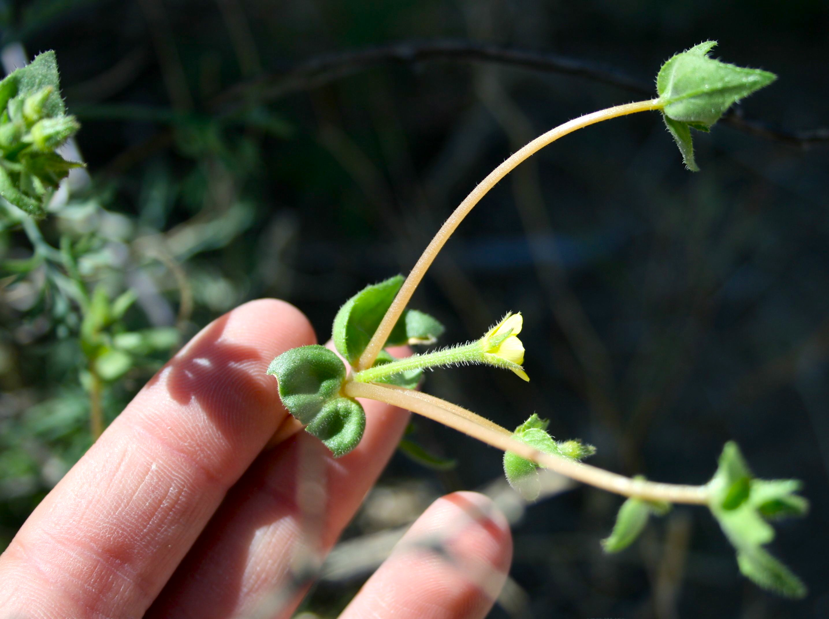 Mentzelia desertorum (Desert blazing star), native California herb