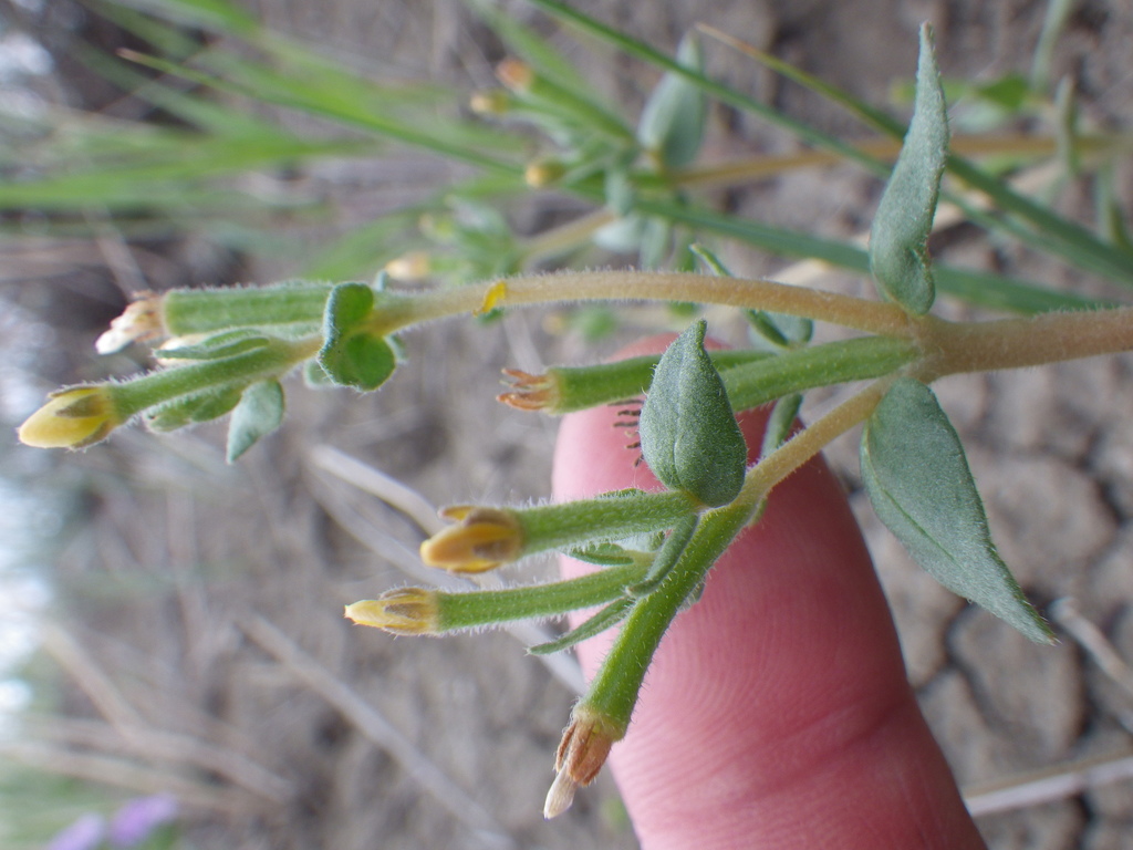 Mentzelia dispersa (Bushy blazingstar), native California herb