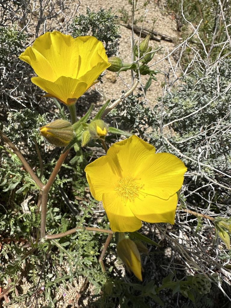 Mentzelia eremophila (Solitary blazing star), native California herb