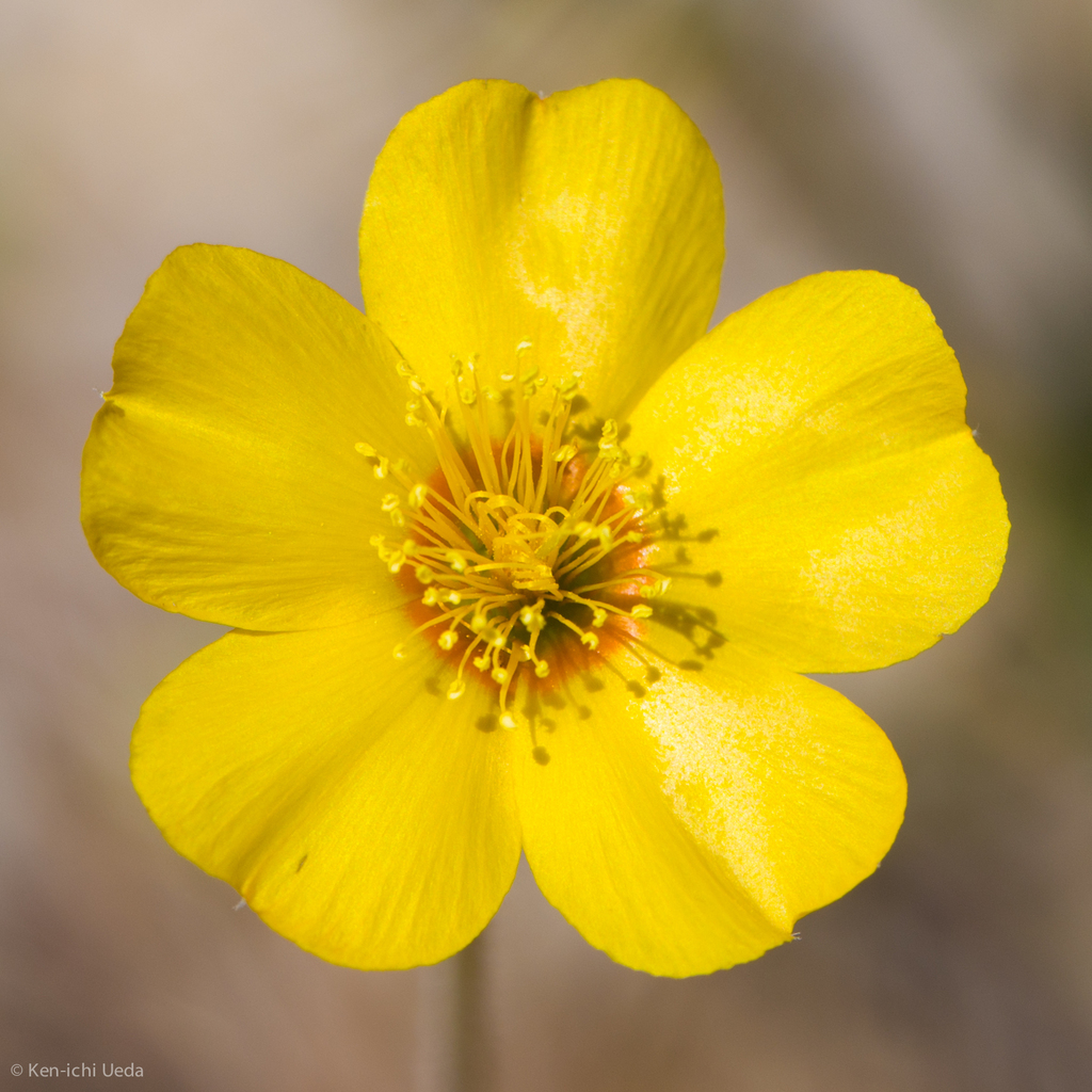 Mentzelia gracilenta (Blazing star), native California herb