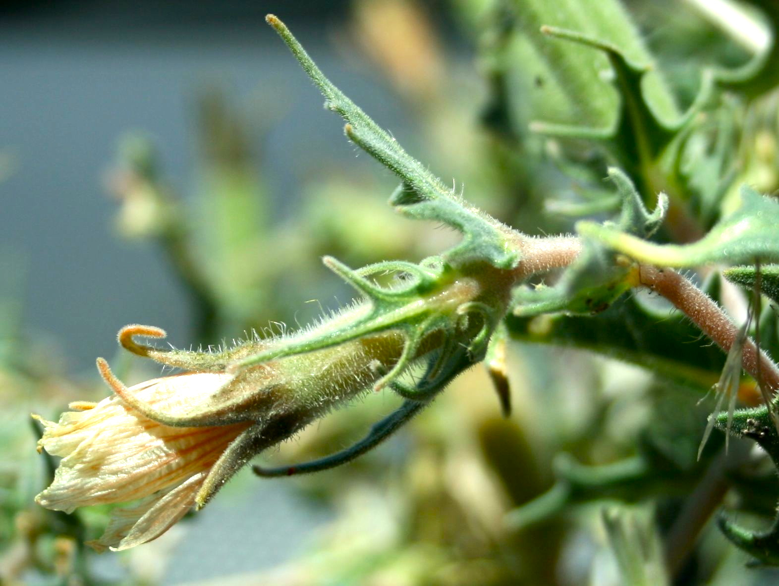Mentzelia hirsutissima (Hairy stickleaf), native California herb