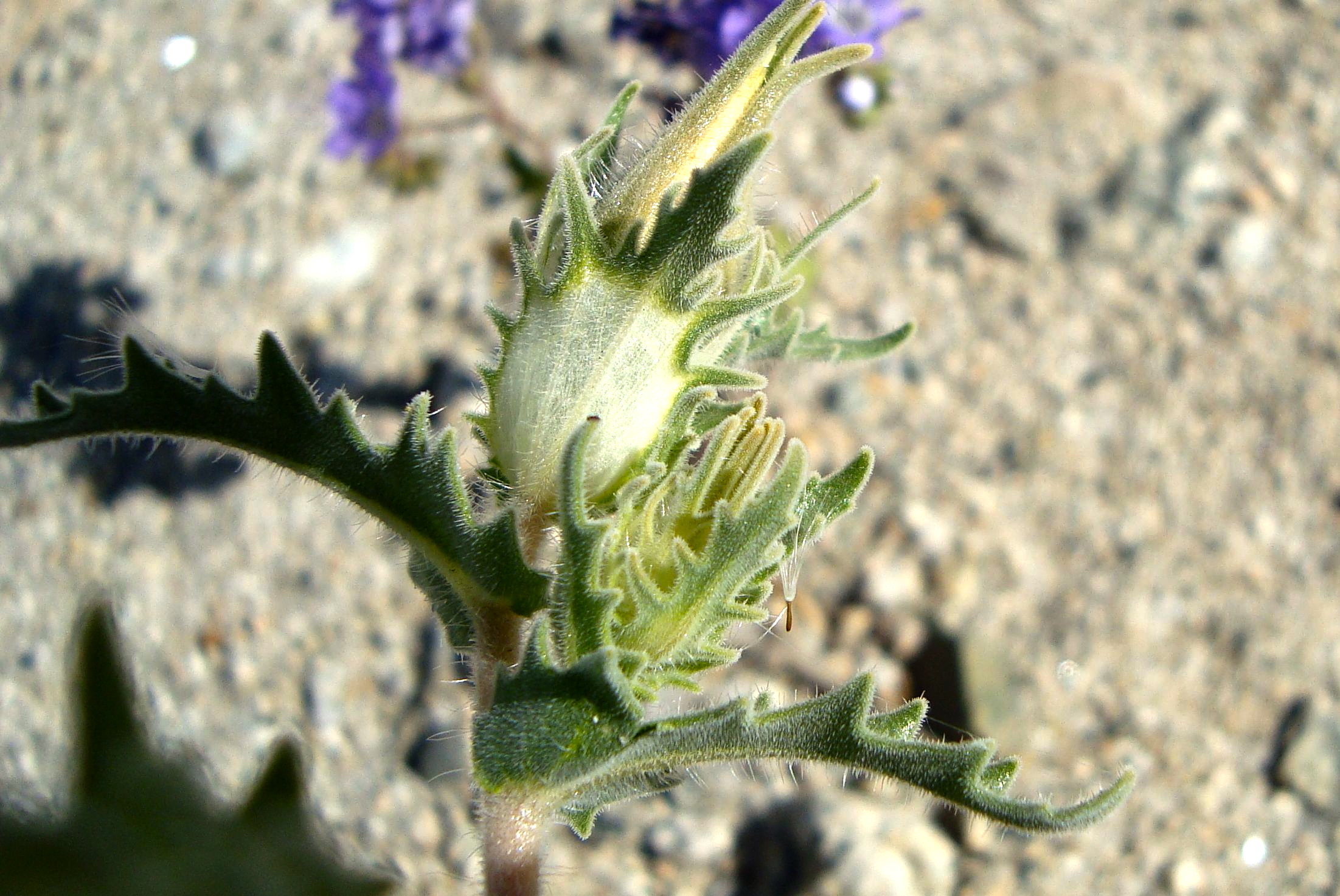 Mentzelia involucrata (Bracted blazing star), native California herb