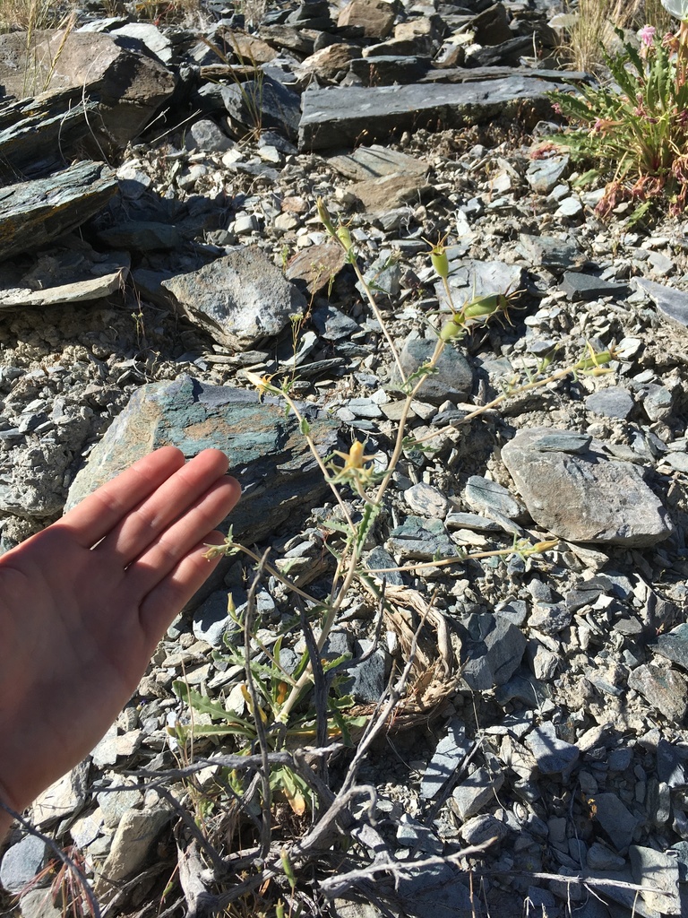 Mentzelia inyoensis (Inyo blazing star), native California herb