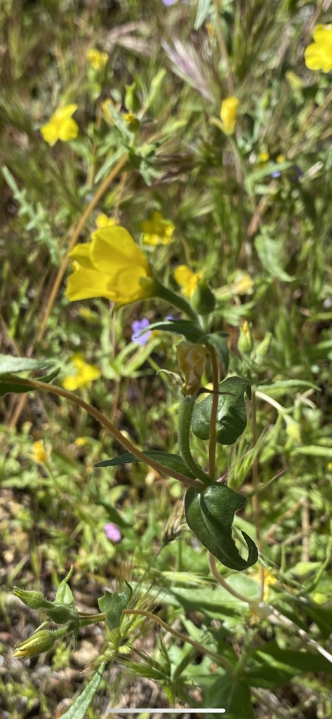 Mentzelia jonesii (Jones' blazing star), native California vine